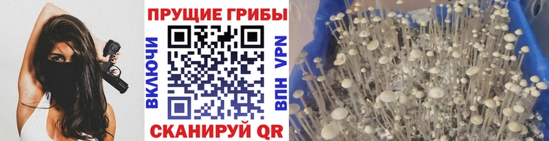 Псилоцибиновые грибы Psilocybine cubensis  blacksprut ссылка  Палласовка  магазин  наркотиков 